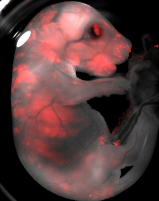 A rat-mouse chimeric fetus. Red, rat cells. (Image: Jun Wu)